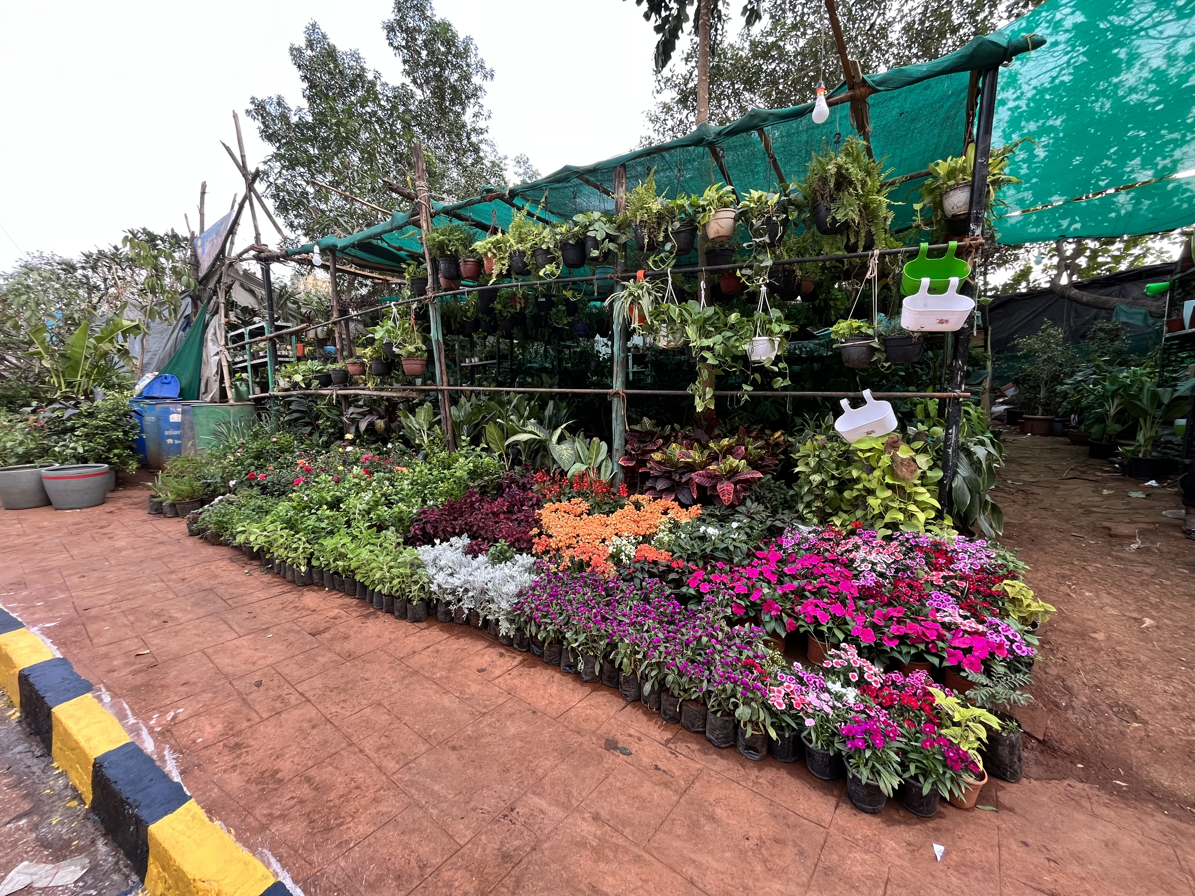 Flowering Potted Plants Assortment - Rental