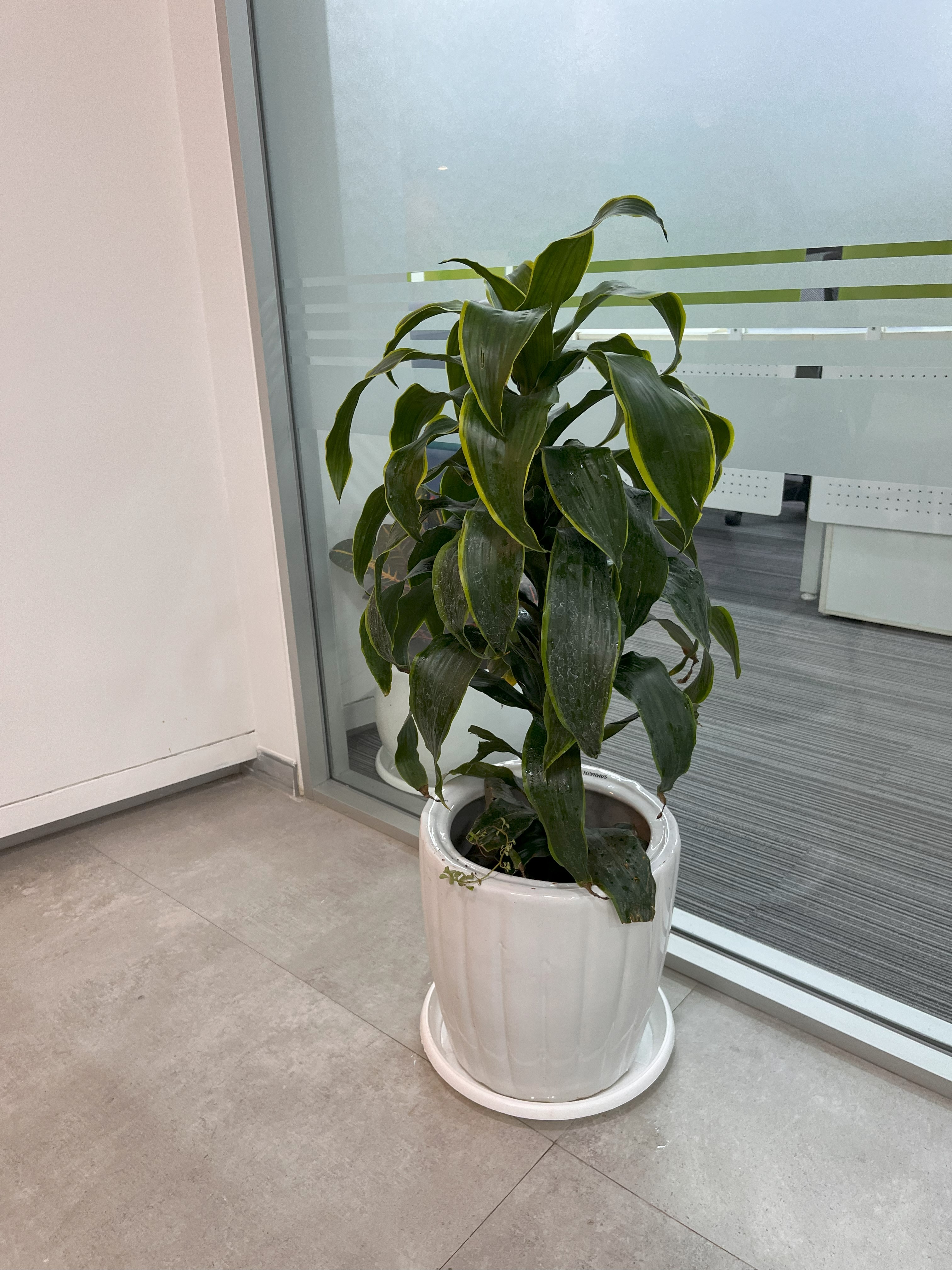 Monthly Plants Rental Service For Offices - Rental