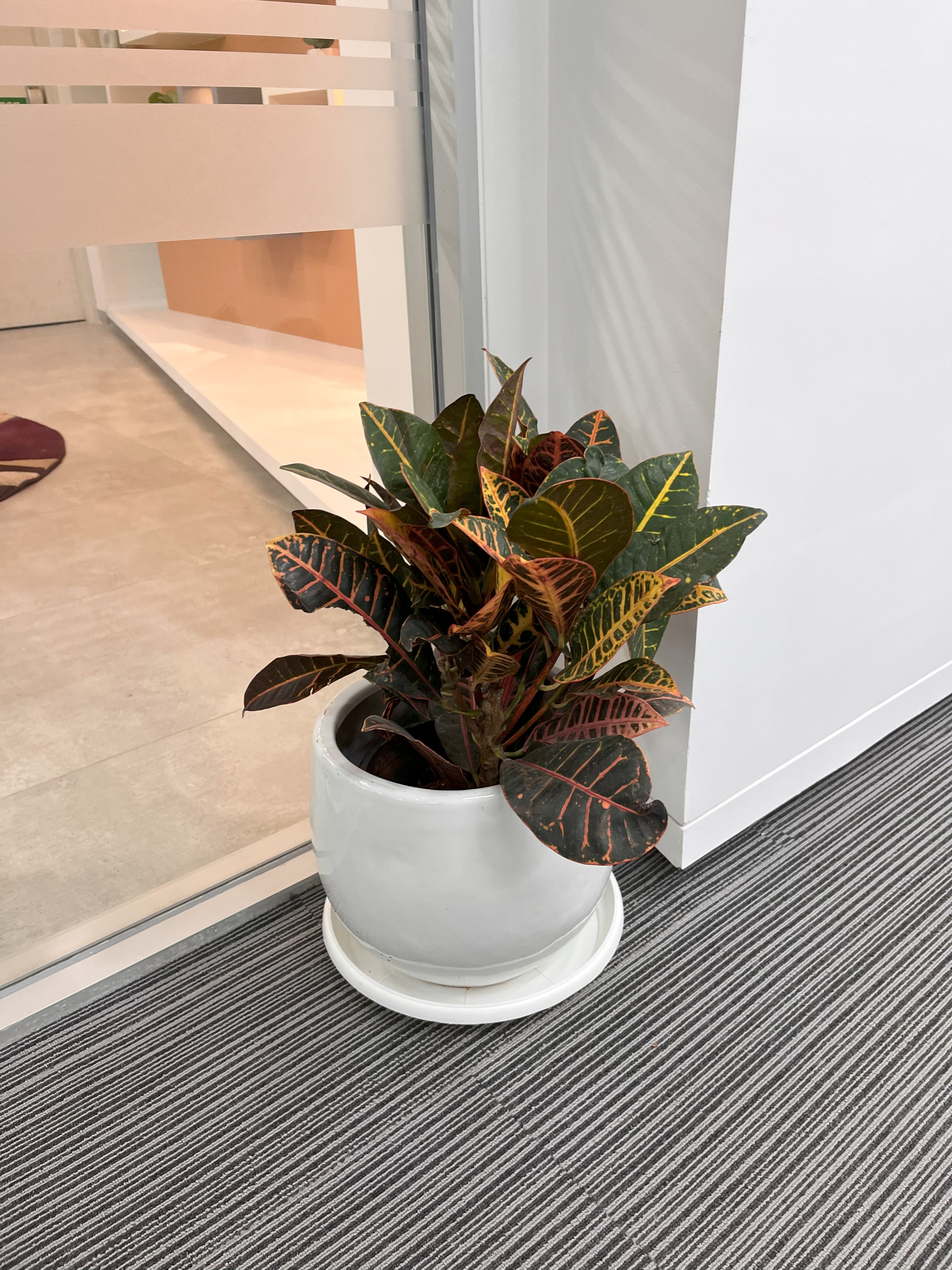 Monthly Plants Rental Service For Offices - Rental