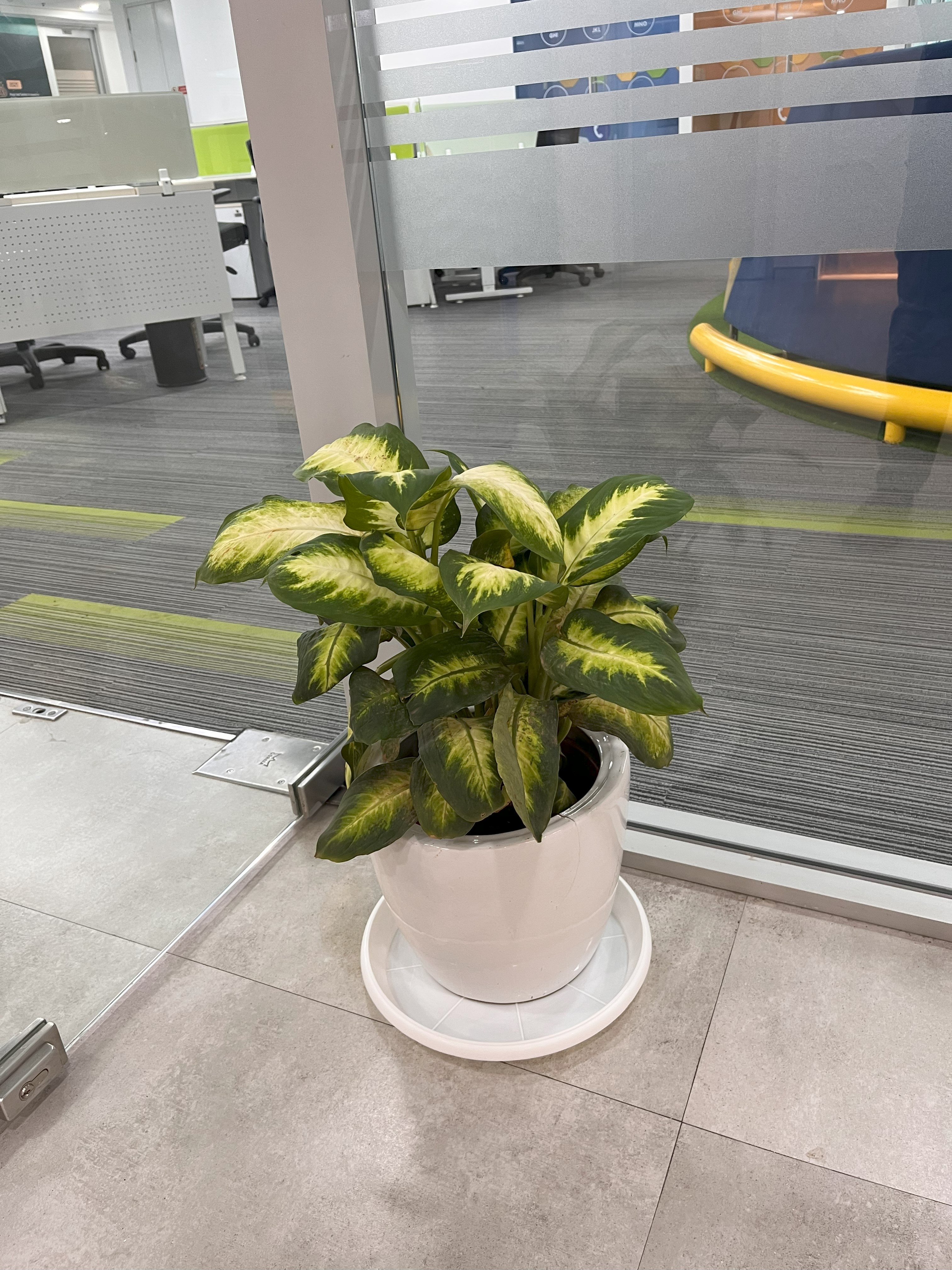 Monthly Plants Rental Service For Offices - Rental
