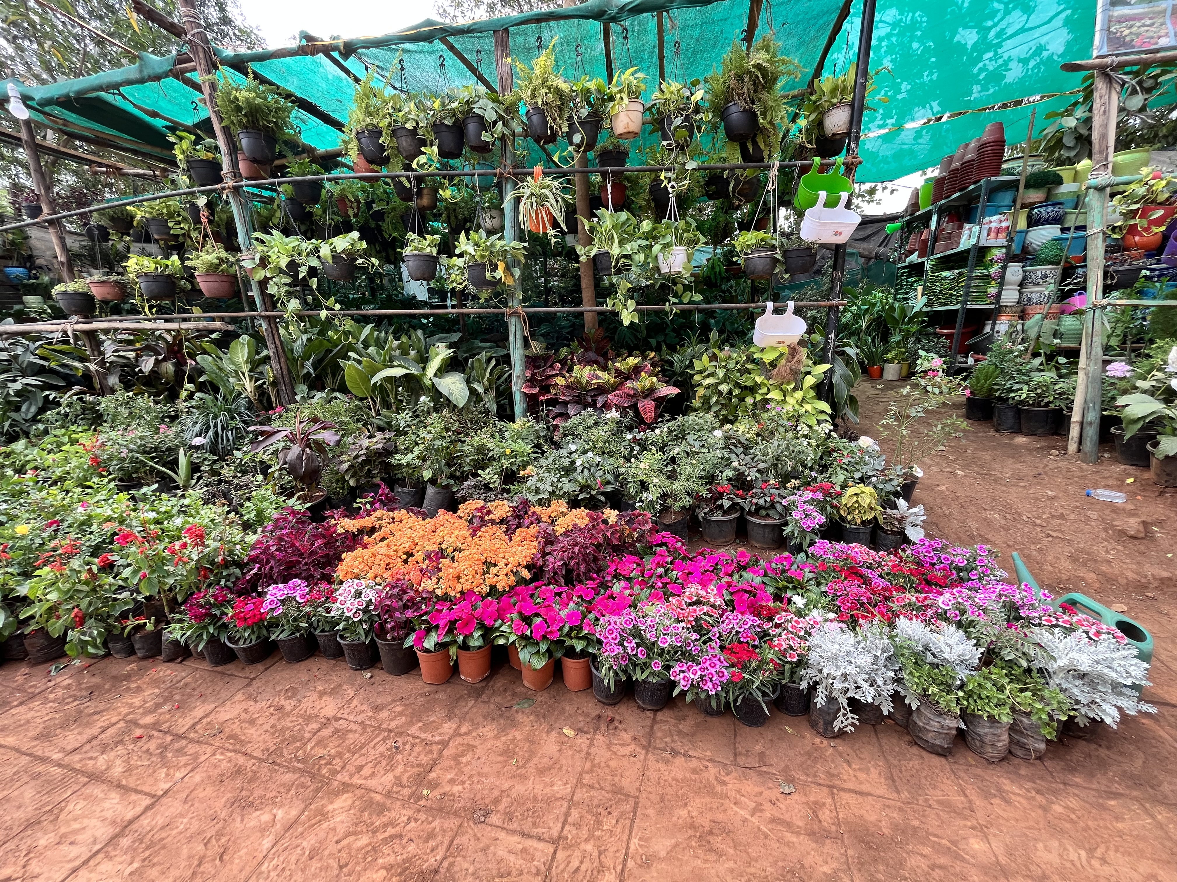 Flowering Potted Plants Assortment - Rental