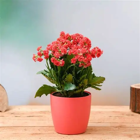 Kalanchoe Plant without Pot