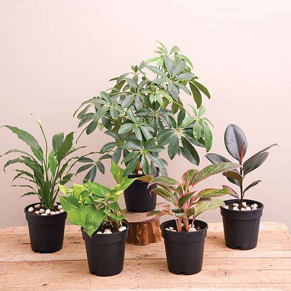 Indoor Potted Plants Set Without Pot 