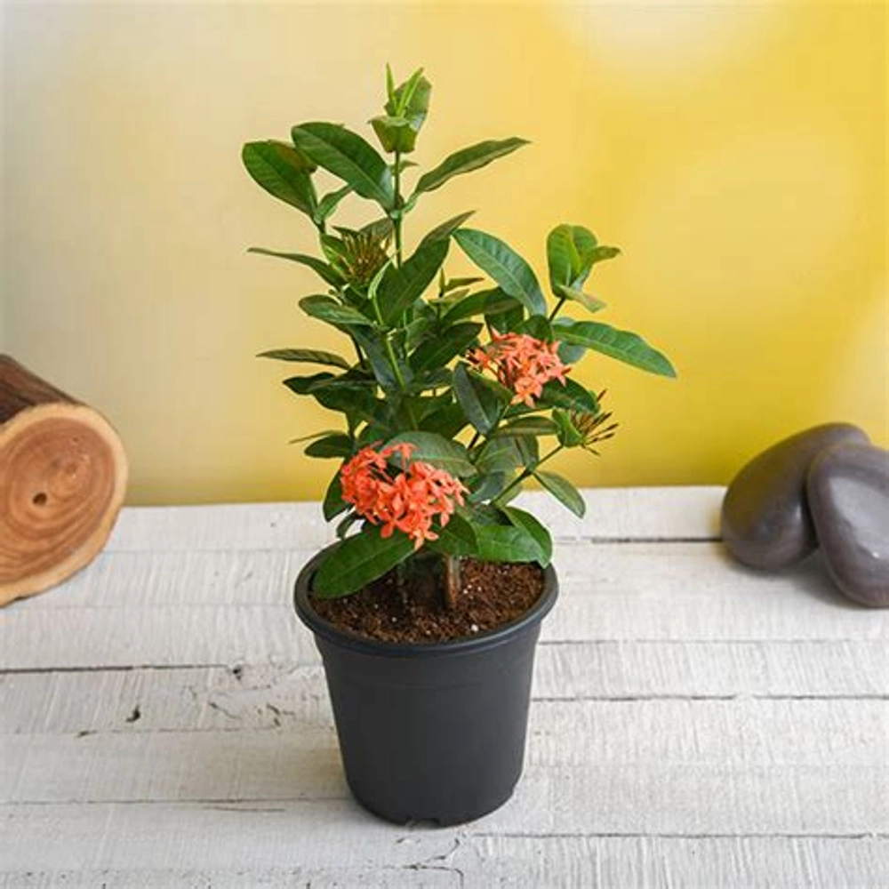 Ixora Flower Plant without Pot