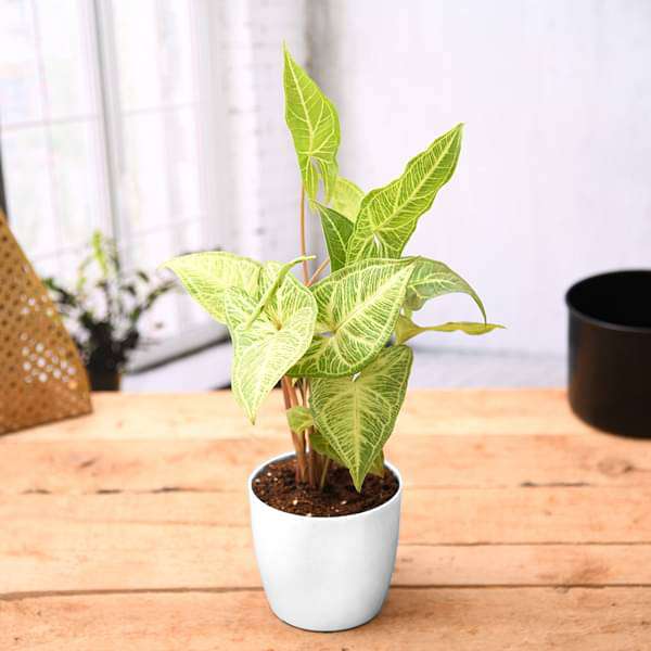 Arrowhead Butterfly Plant in White Pot