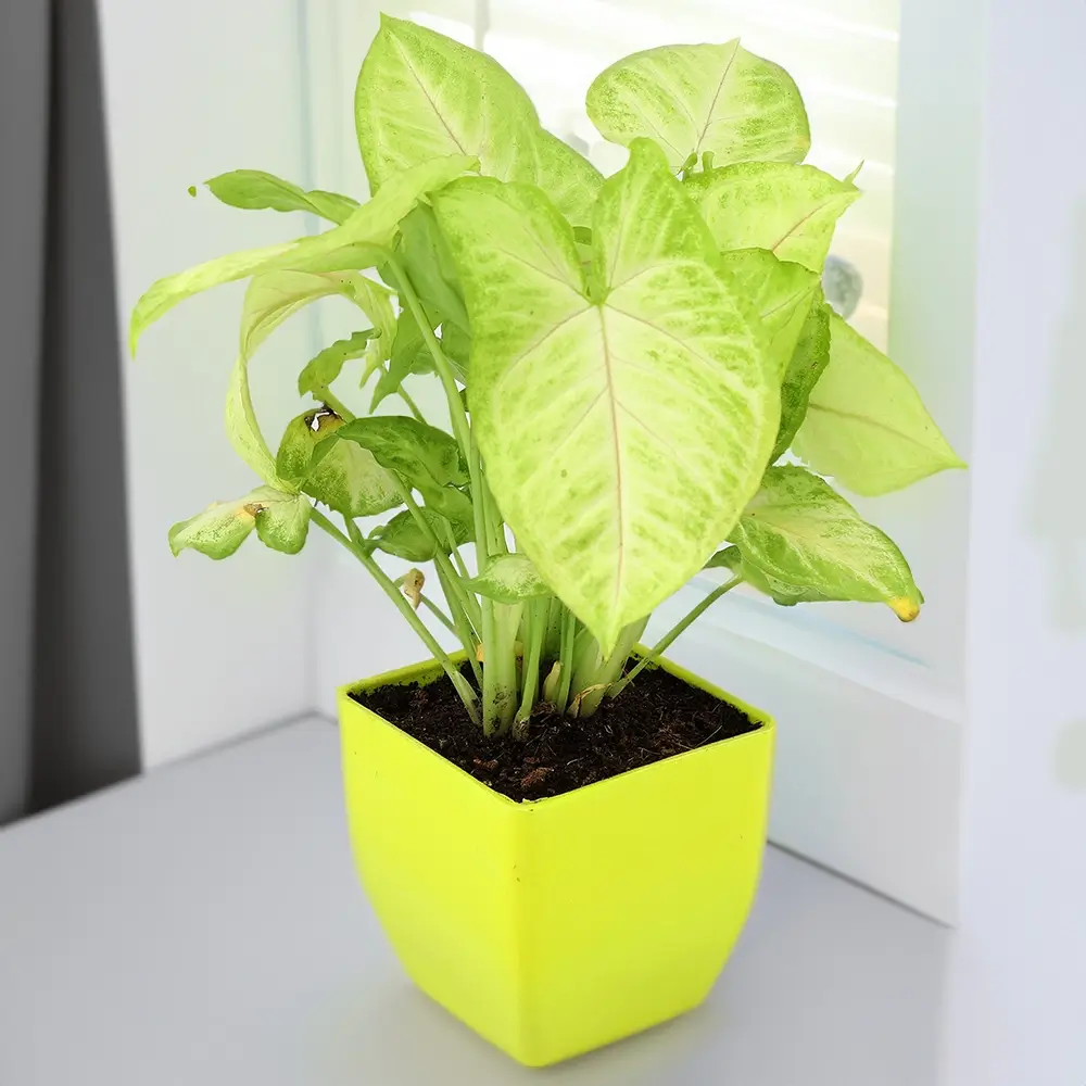 Syngonium Plant without Pot