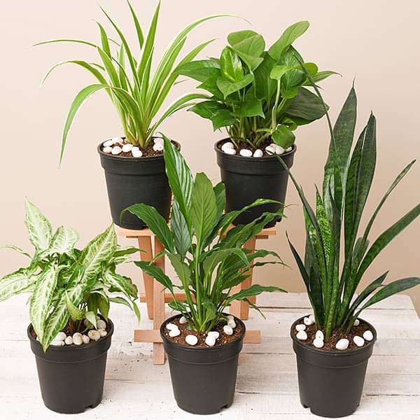 Indoor Plants Set without Pot