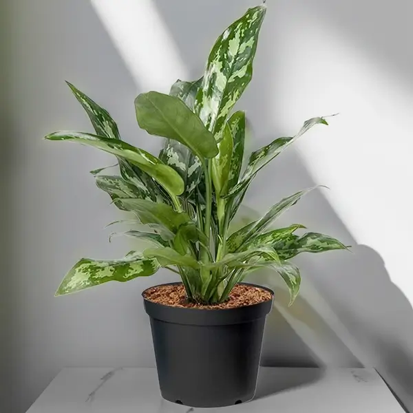 Aglaonema Plant Without Pot 