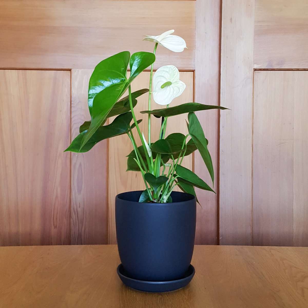 White Anthurium Plant without Pot