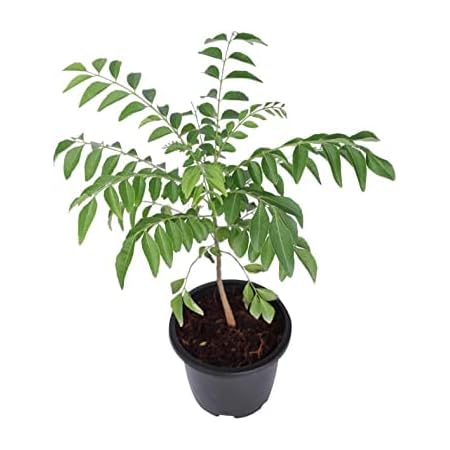 Curry Leaf Plant without Pot