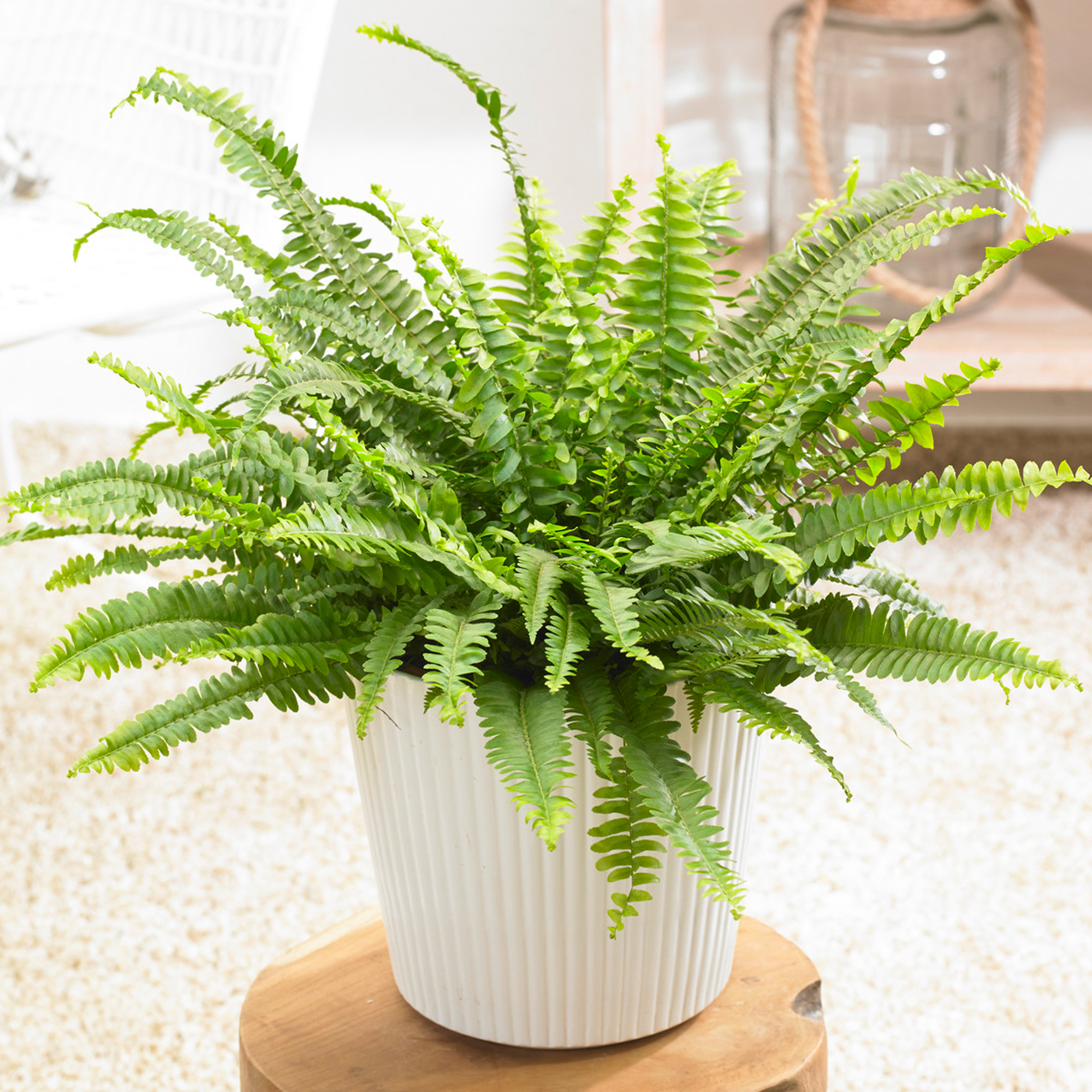 Boston Fern Plant without Pot