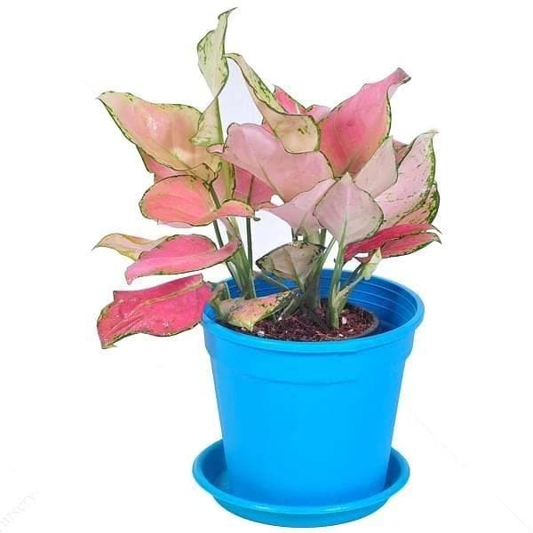 Pink Aglaonema Plant Without Pot 