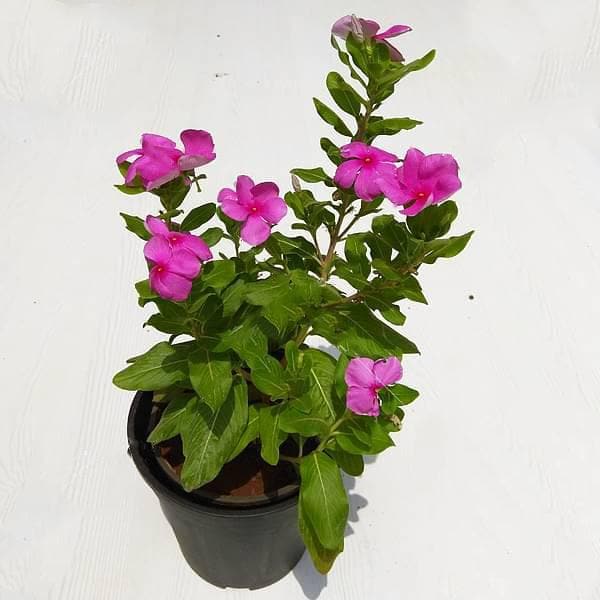 Pink Periwinkle  Sadabahar Plant without Pot