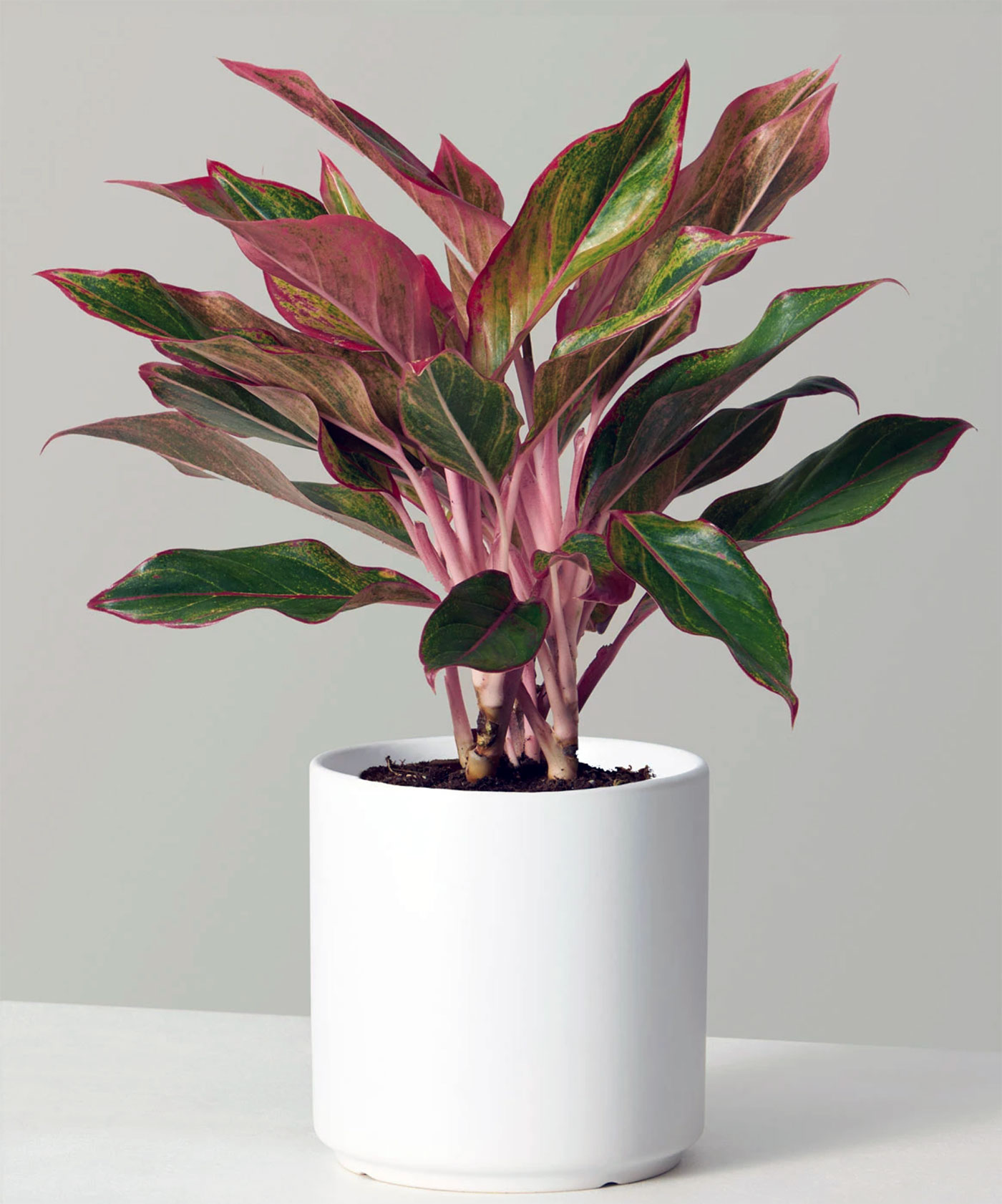 Aglaonema Pink Plant Without Pot 