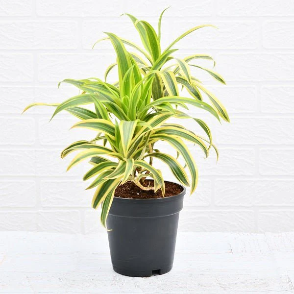 Sun of India Plant without Pot