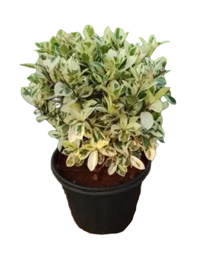 Variegated Ficus Plant without Pot