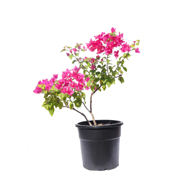 Bougainvillea Plant without Pot