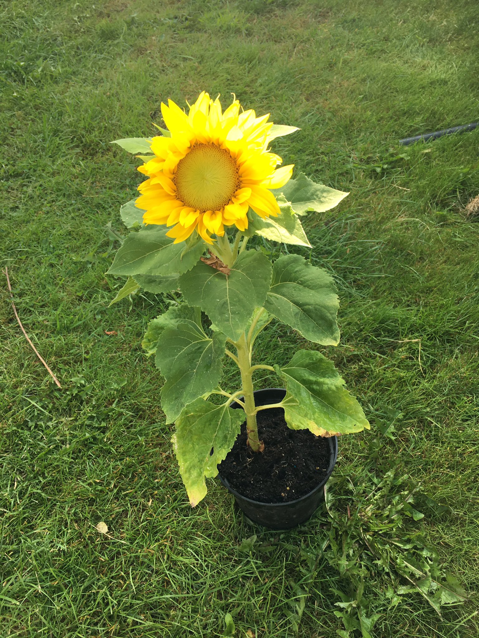 Sunflower Plant Without Pot