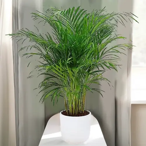 Areca Palm Indoor Plant Without Pot 