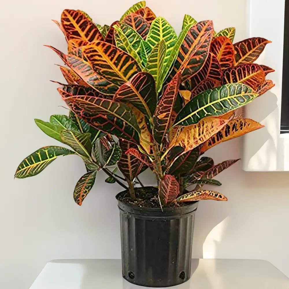 Croton Plant without Pot