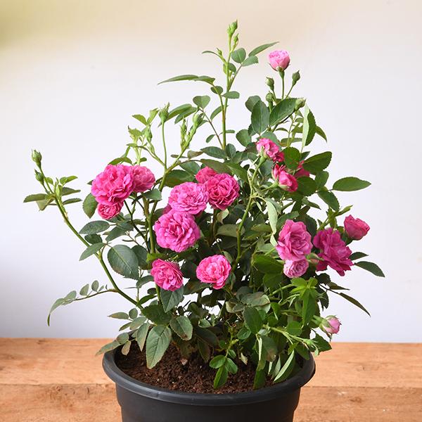 Pink Miniature Rose Plant without Pot