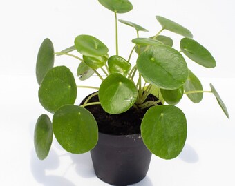 Pilea Pancake/Chinese Money Plant Without Pot