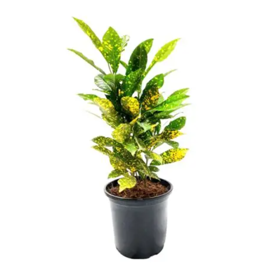 Croton Plant in Black Pot