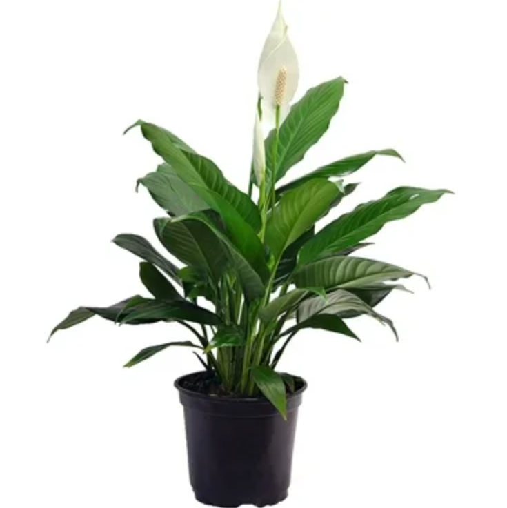 Peace Lily Plant without Pot
