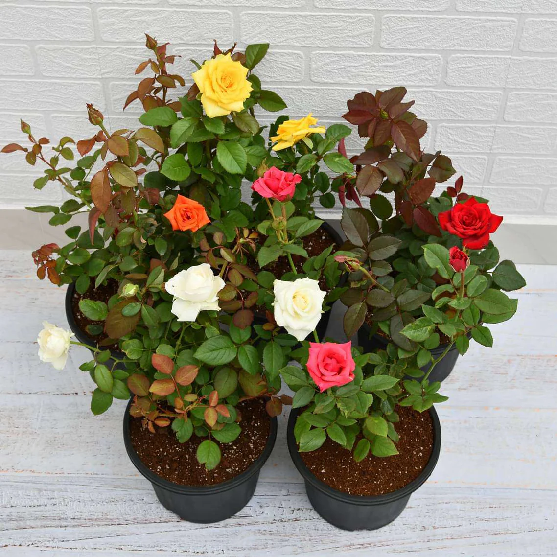 Set of 5 Multi-colored rose plants Without Pot 