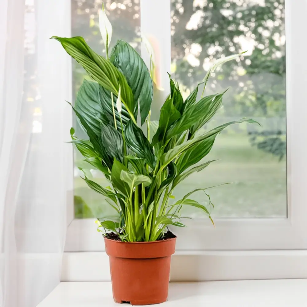 Leafy Peace Lily Plant without Pot
