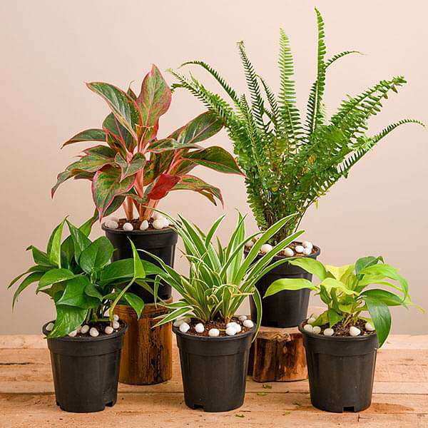 Natural Air Purifier Plants for all seasons without Pot