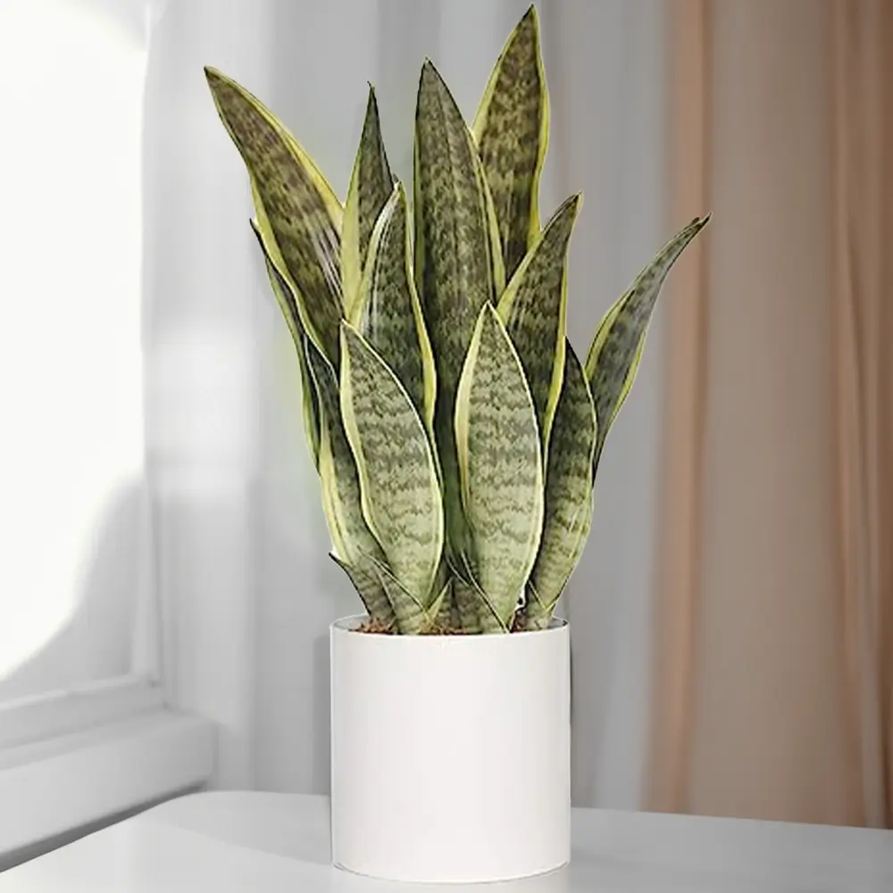 Snake Plant without Pot