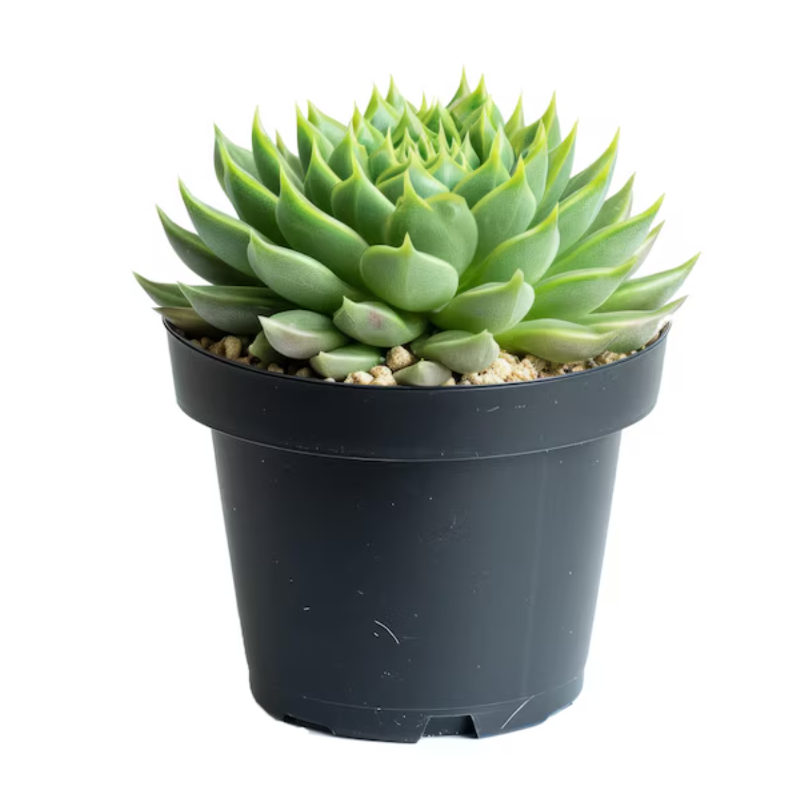 Echeveria Succulent Plant with Black Pot