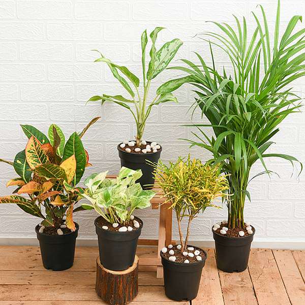 Potted Indoor Plants Set without Pot