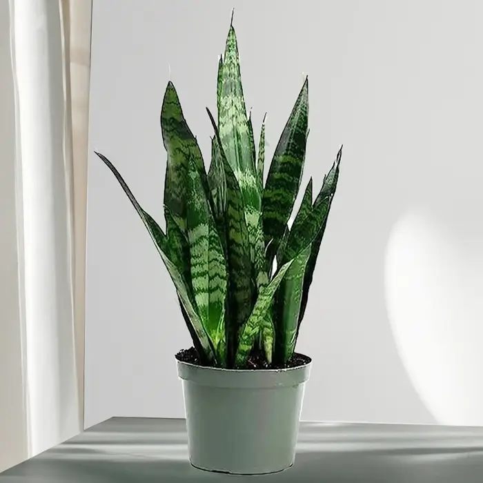 Snake Plant without Pot