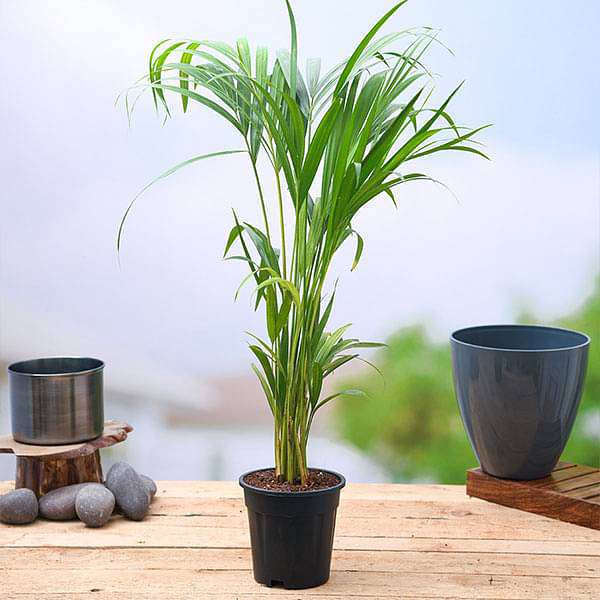 Areca Palm Plant Without Pot