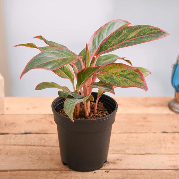Aglaonema Pink Plant Without Pot 