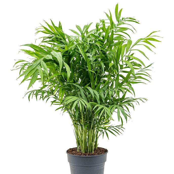 Parlor Dense Palm Plant without Pot