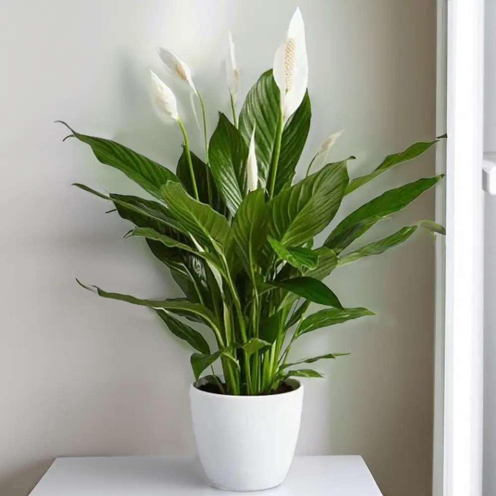 Peace Lily Plant without Pot