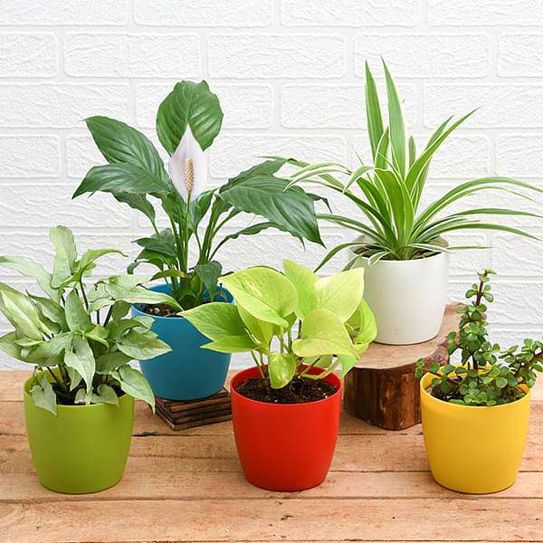 Decorative Indoor Plants Set Without Pot 