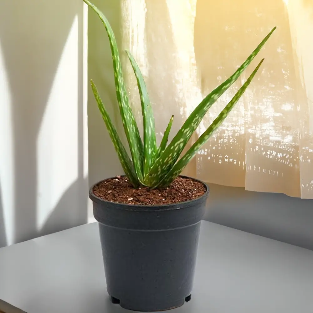 Aloe Vera Plant Without Pot