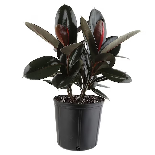 Rubber Plant (Ficus elastica) without Pot
