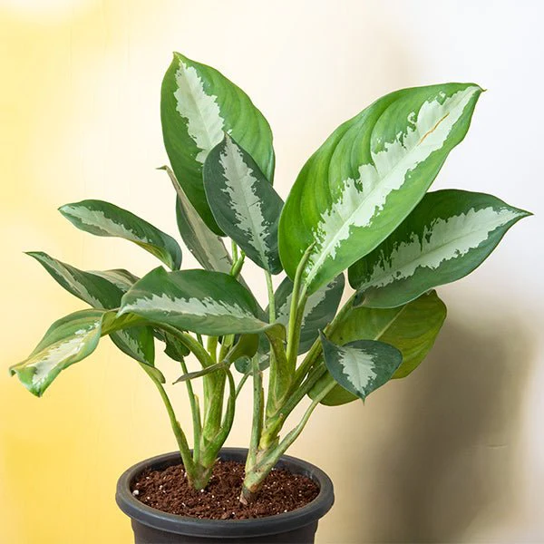 Aglaonema Green Plant Without Pot 