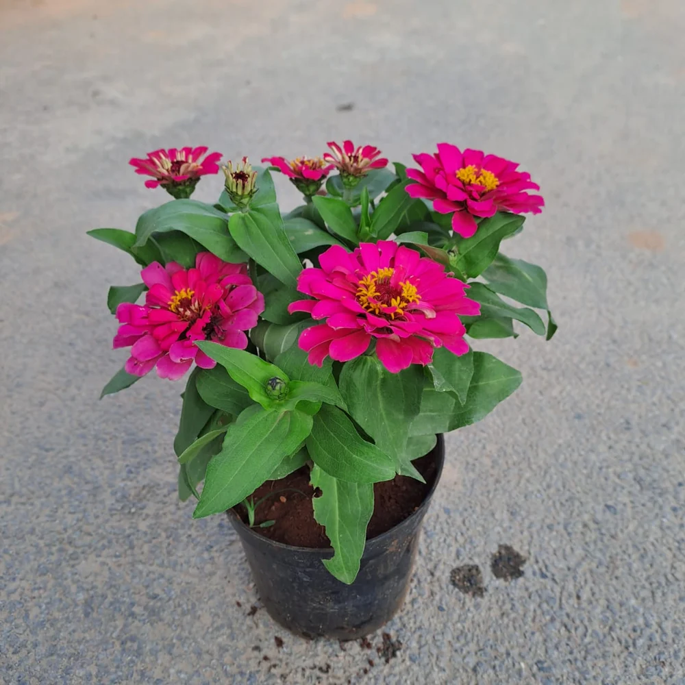 Dense Zinnia Flower Plant Without Pot 