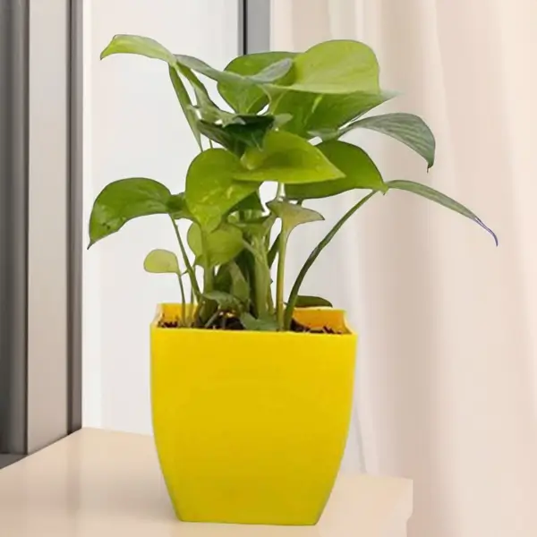 Golden Indoor Money Plant Without Pot 