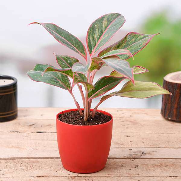 Aglaonema Plant Without Pot 