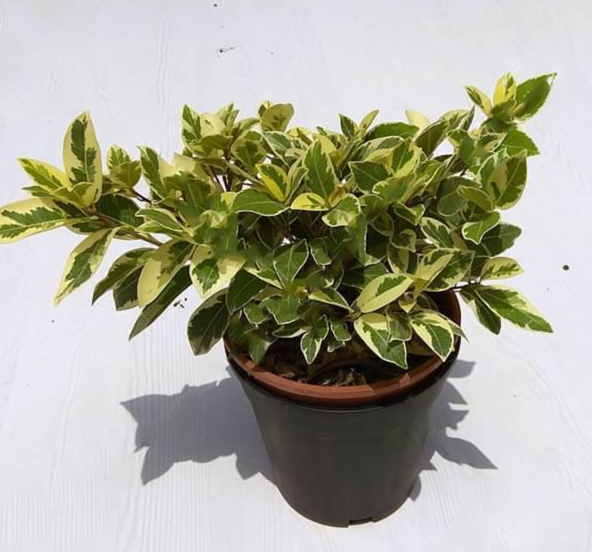 Ficus Safari Luxury Plant without Pot