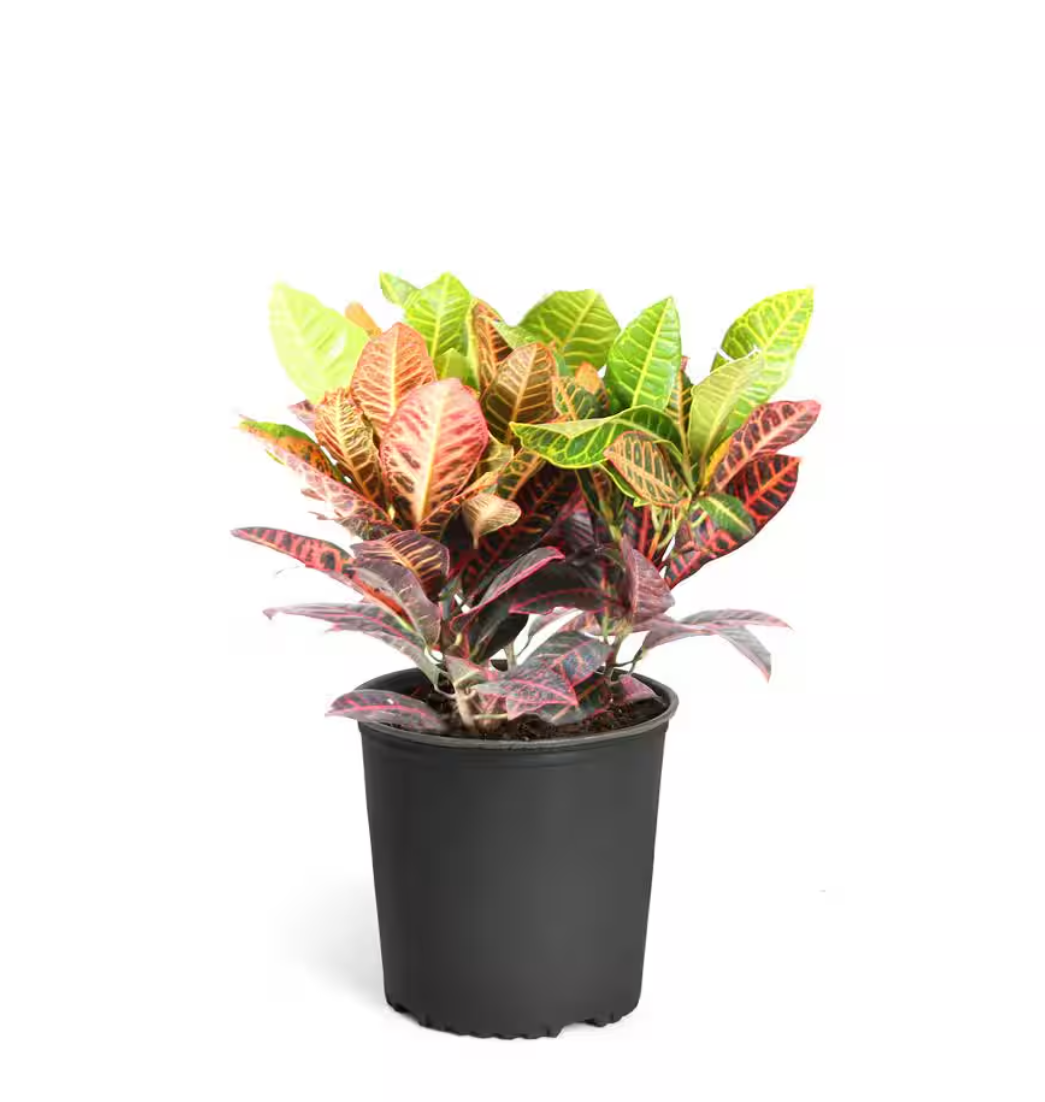 Dense Croton Plant without Pot