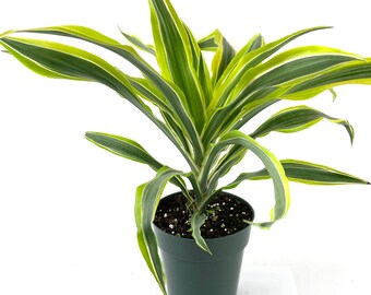 Dracaena Lemon Lime without Pot