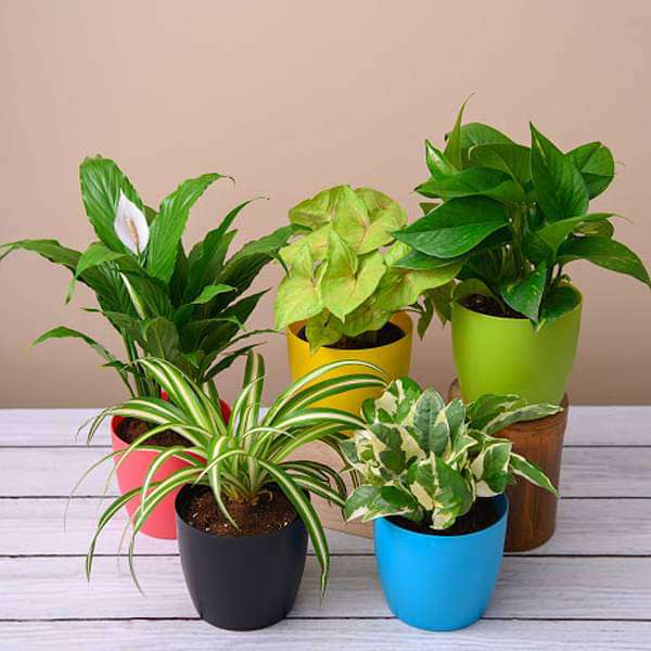 Assorted Pollution Killer Indoor Plants Without Pot